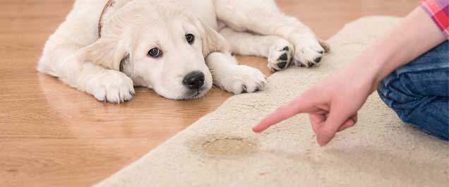 Urine-Stained-Carpet Carpet Urine stains
