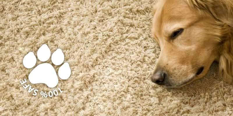 Pet Safe Carpet cleaning
