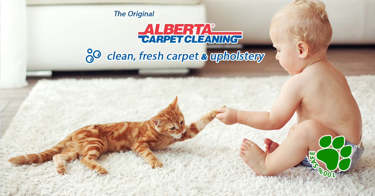 Alberta Carpet Cleaning Calgary The Carpet and Upholstery Experts