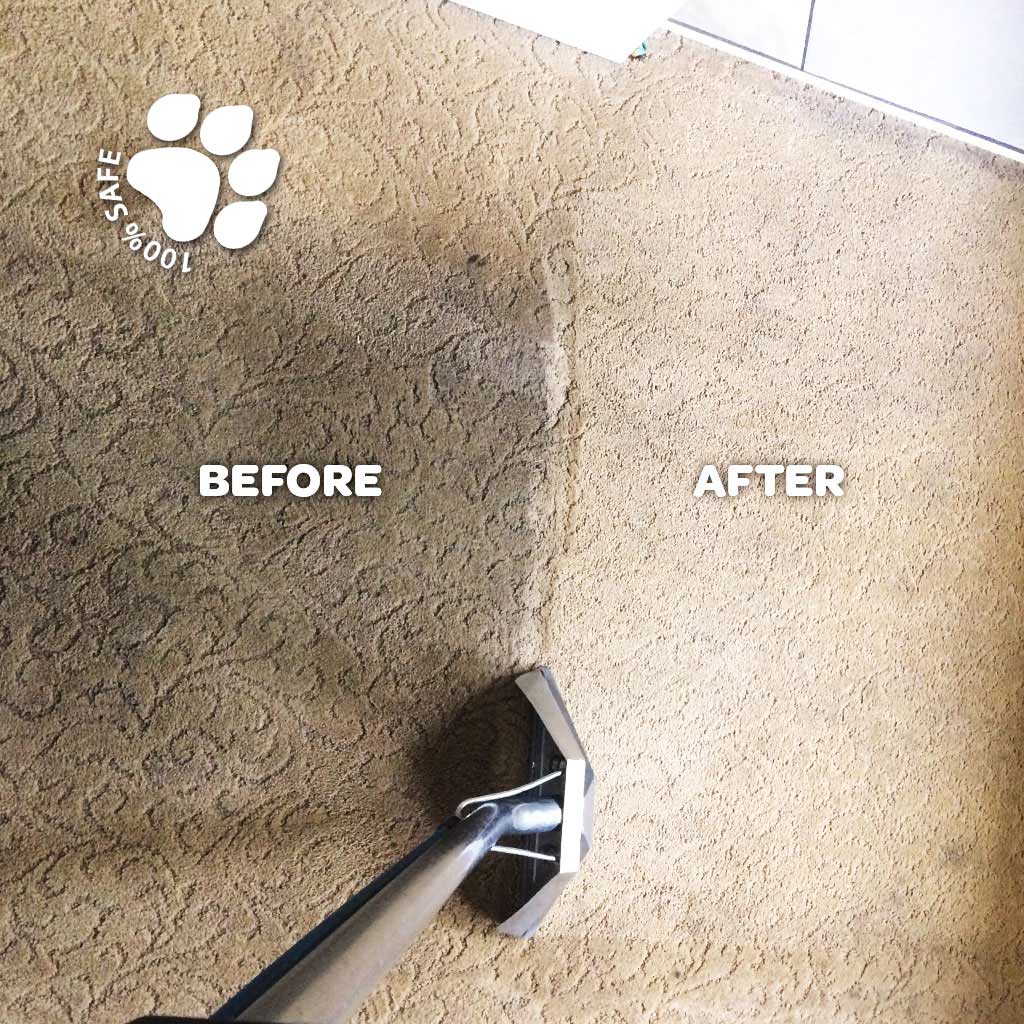 Pet Friendly Carpet Cleaning