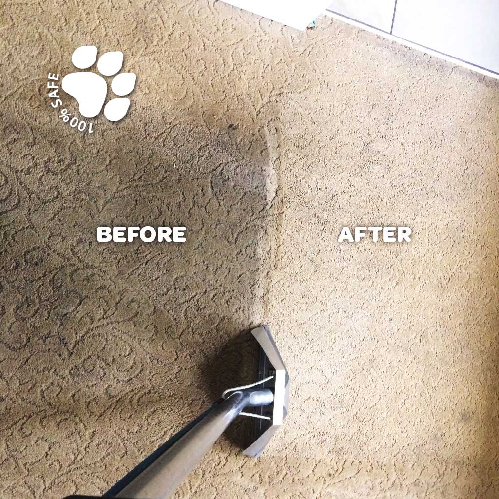 Before-After-Carpet-Cleaning-Calgary Pet Friendly Carpet Cleaning